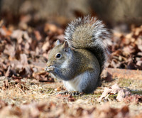 Squirrel nibbling on "treasure"