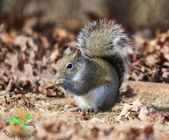 Squirrel nibbling on "treasure"