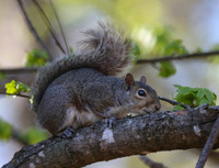 Squirrel in tree