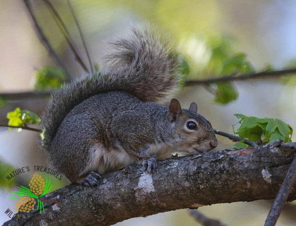 Squirrel in tree