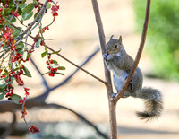 Squirrel eating holly berry