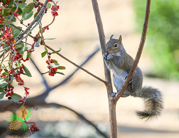 Squirrel eating holly berry
