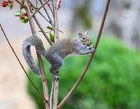 Squirrel with holly berry in mouth