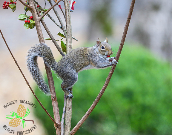 Squirrel with holly berry in mouth