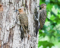 Flicker pair on tree