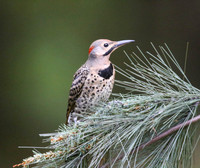 Flicker in pine