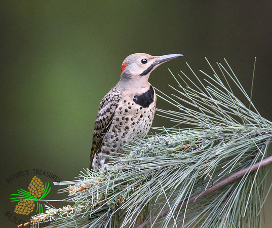 Flicker in pine