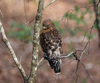 Red-shouldered hawk #2