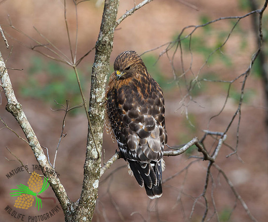 Red-shouldered hawk #2