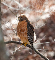 Red-shouldered hawk #1