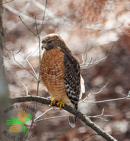 Red-shouldered hawk #1