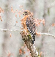 Red-shouldered hawk on stump