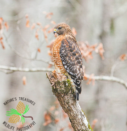 Red-shouldered hawk on stump
