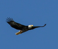 Bald eagle in flight