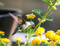 Hummingbird at lantana #2