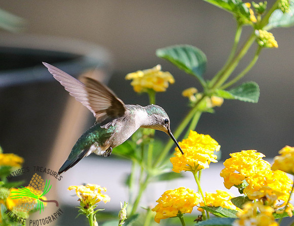 Hummingbird at lantana #2