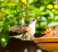 Hummingbird at feeder