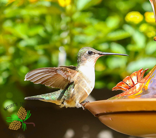 Hummingbird at feeder