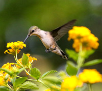 Hummingbird at lantana #3