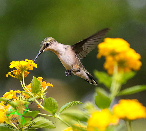 Hummingbird at lantana #3