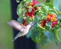 Hummingbird at lantana #4