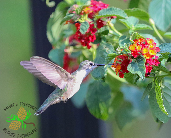 Hummingbird at lantana #4
