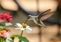 Hummingbird at zinnia #1