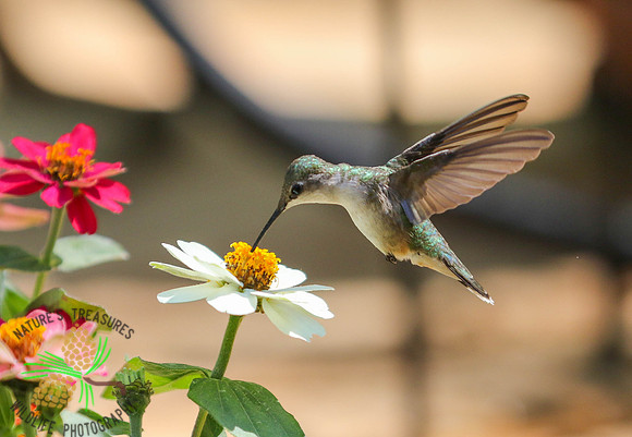 Hummingbird at zinnia #1