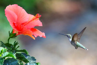 Hummingbird at hibiscus #1