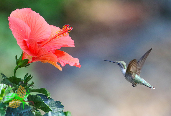 Hummingbird at hibiscus #1
