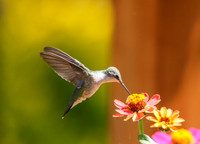 Hummingbird at zinnia #2