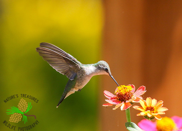 Hummingbird at zinnia #2