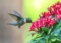 Hummingbird (male) at red pentas #3