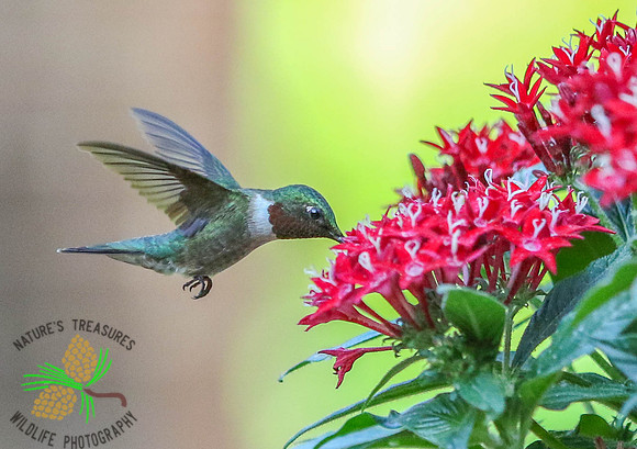 Hummingbird (male) at red pentas #3