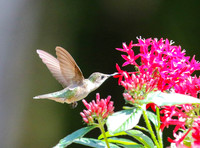 Hummingbird (female) at red pentas #2