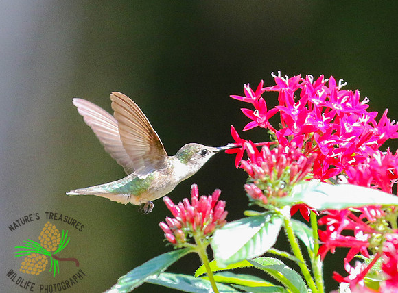 Hummingbird (female) at red pentas #2