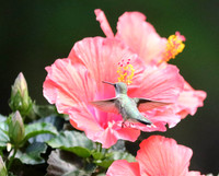 Hummingbird at hibiscus #2