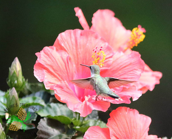Hummingbird at hibiscus #2