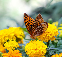 Variegated fritillary #9099