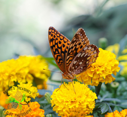 Variegated fritillary #9099