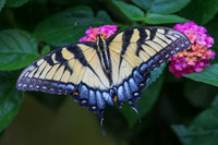 Tiger swallowtail #7357