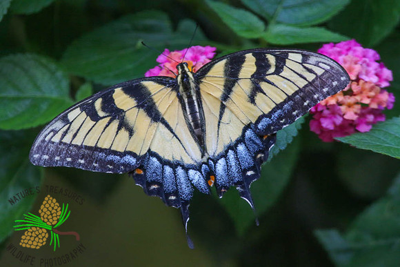 Tiger swallowtail #7357