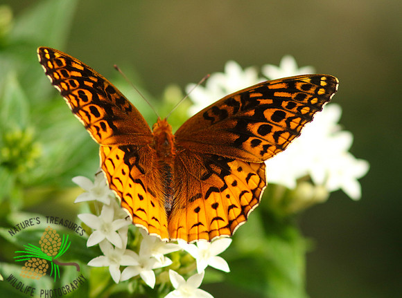 Variegated fritillary #0917