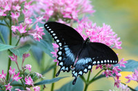 Spicebush swallowtail #4947