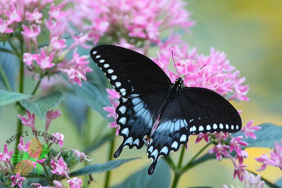Spicebush swallowtail #4947