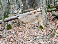 Buck #8 - full view