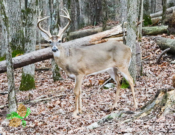 Buck #8 - full view