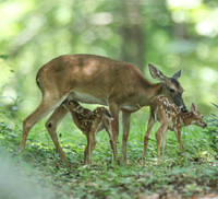 Caring for her twins
