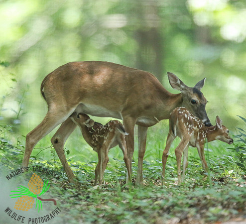Caring for her twins