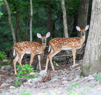 Twin fawns - 17